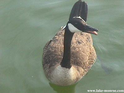 www.lake-monroe.com