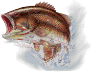 bass8
